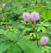 含羞草、花卉種子、花種、盆花