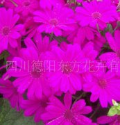 瓜葉菊（東方1號(hào)）種子，花卉種子、花種、